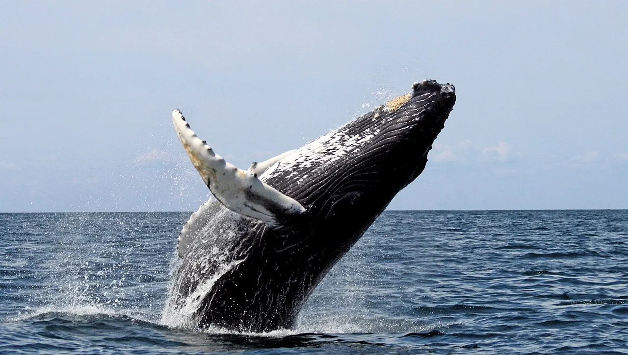 A humpback whale breaching on Stellwagen Bank off Cape Cod