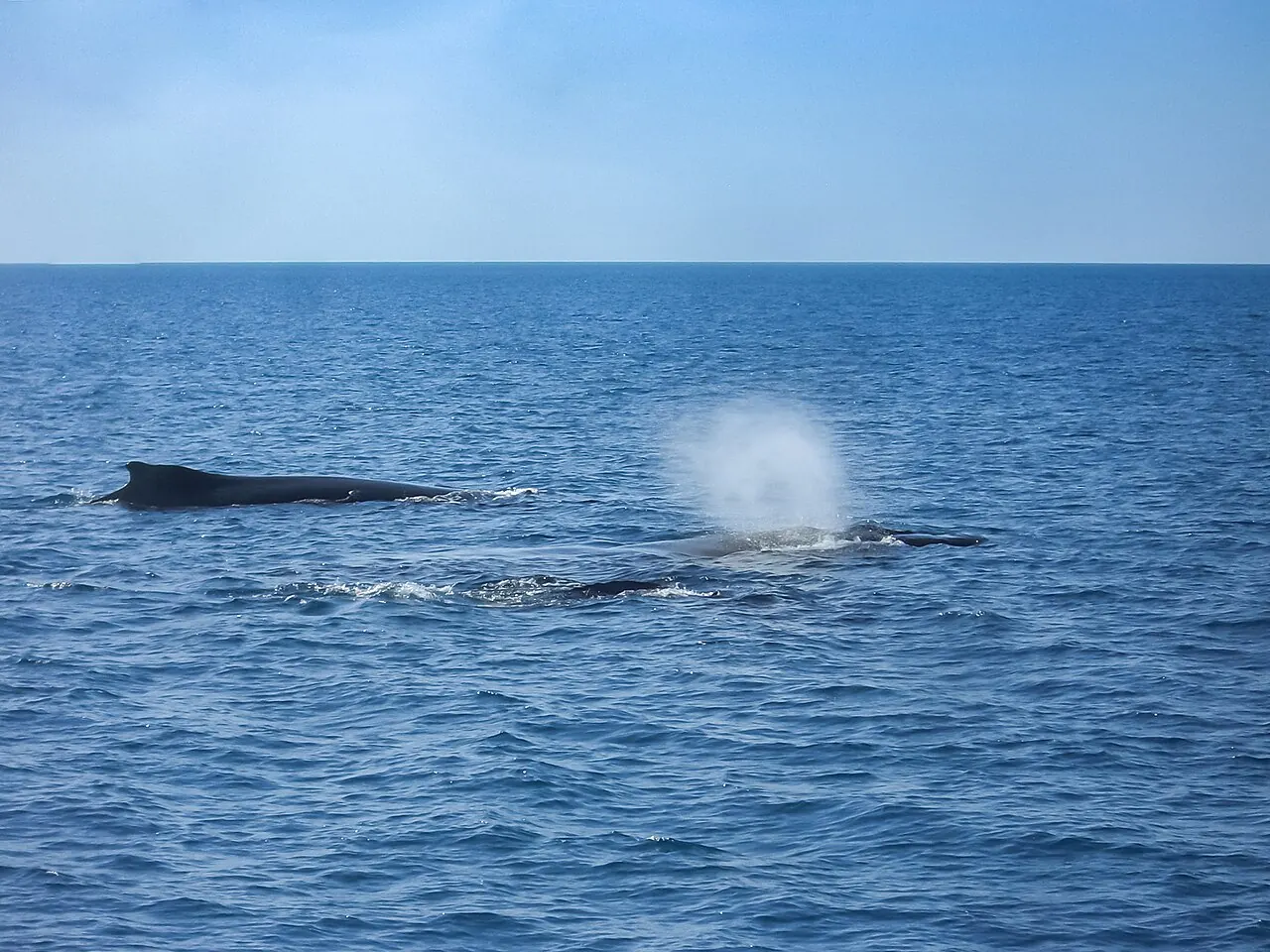A humpback whale blowing off Fraser Island (K'gari) in Hervey Bay
