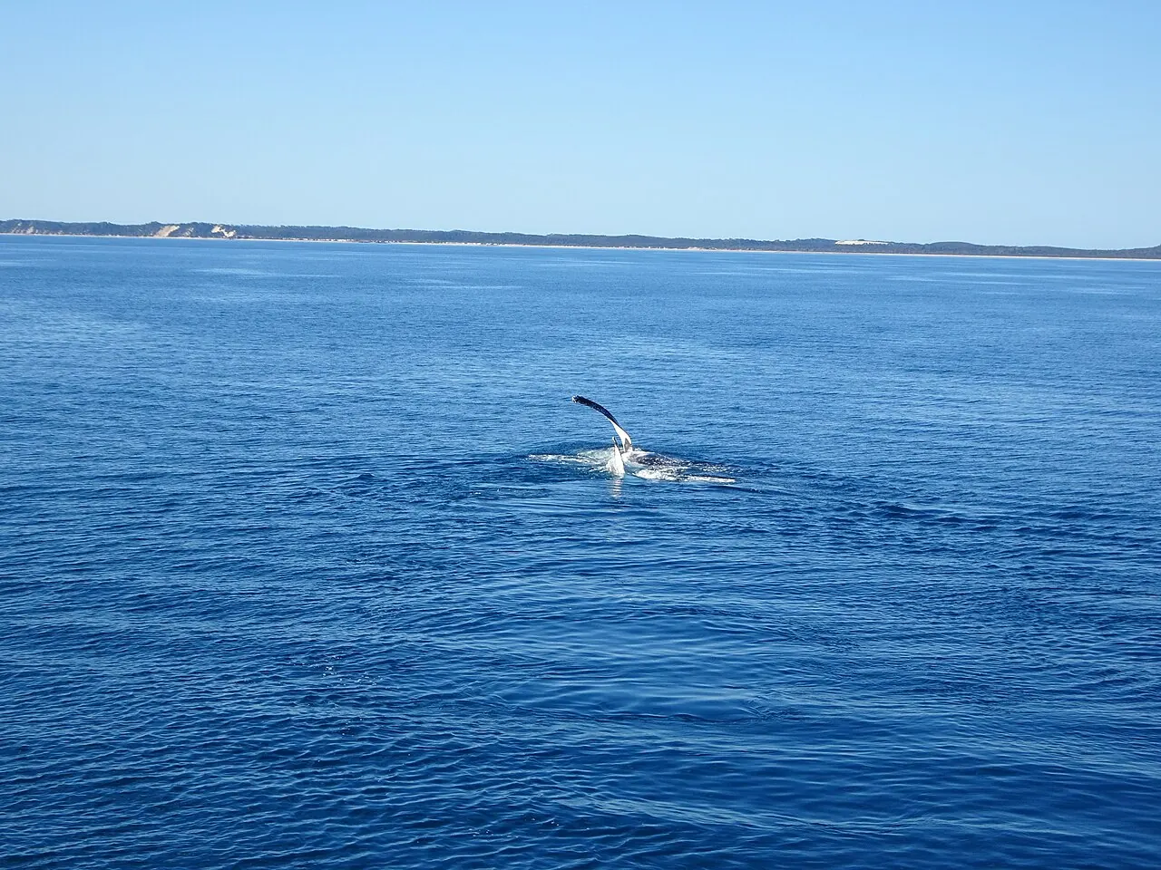 A humpback whale raising its flippers in Wide Bay near Fraser Island