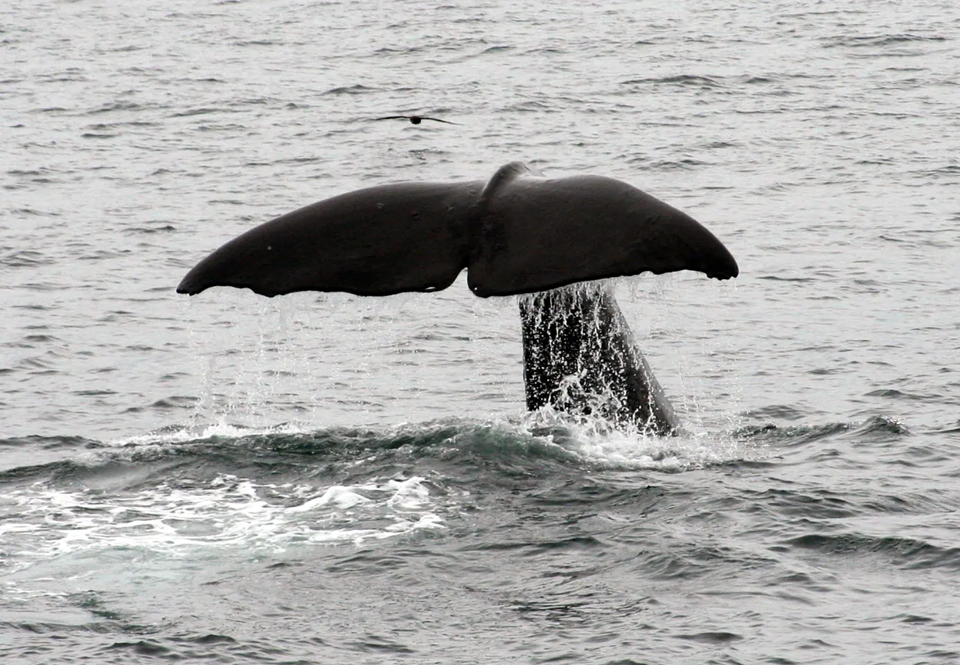 A sperm whale's tail off Kaikoura