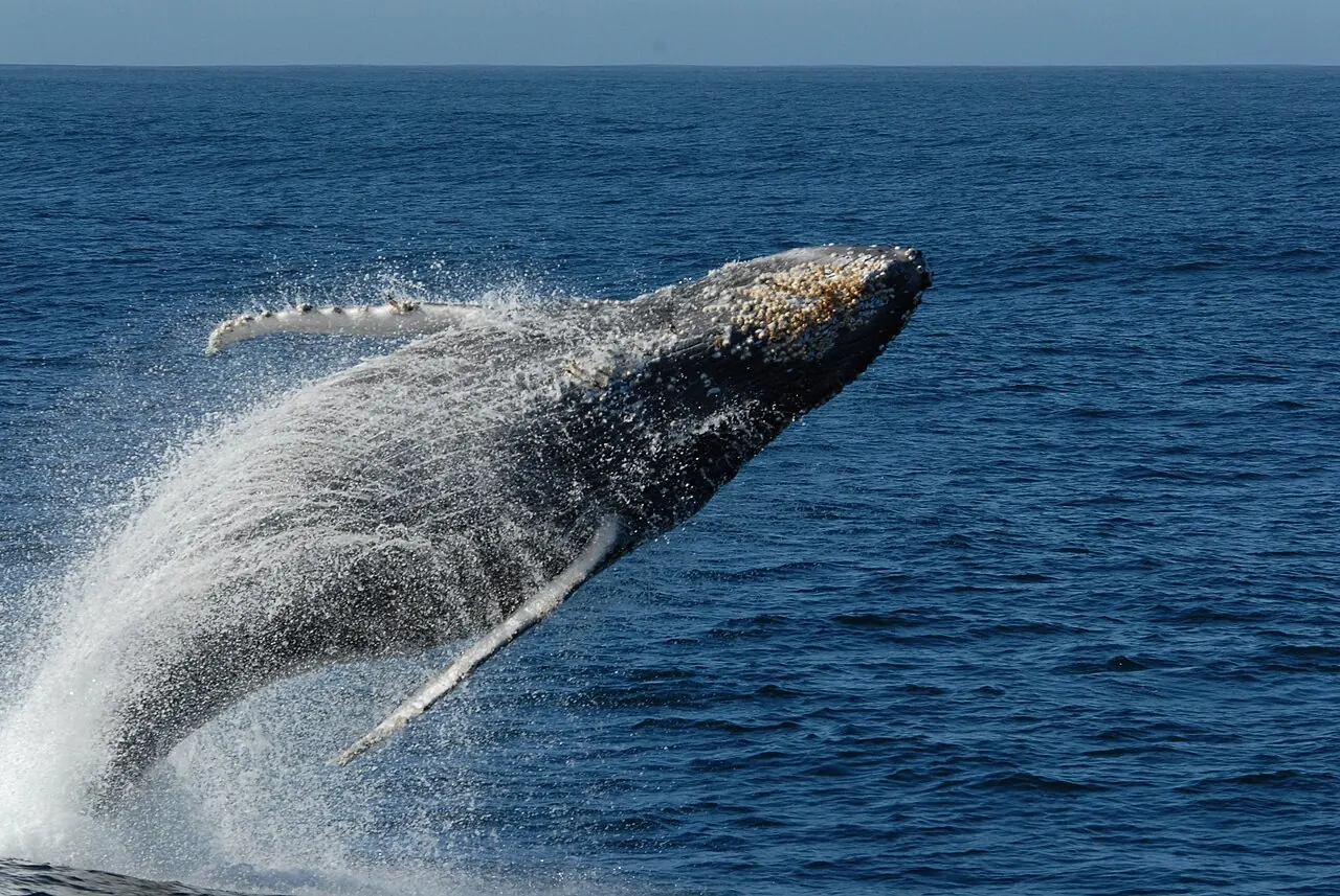 A humpback whale breaching in the Monterey Bay National Marine Sanctuary