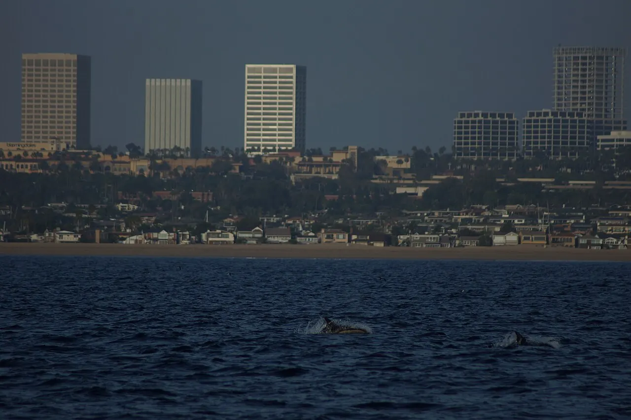 Two dolphins off Newport Beach with the skyline behind