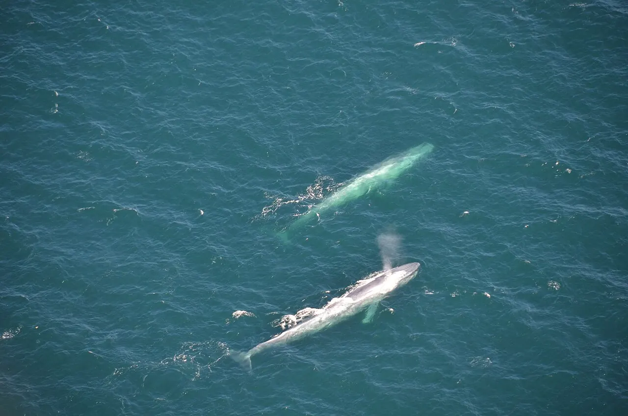 Two blue whales seen from the air in the Santa Barbara Channel