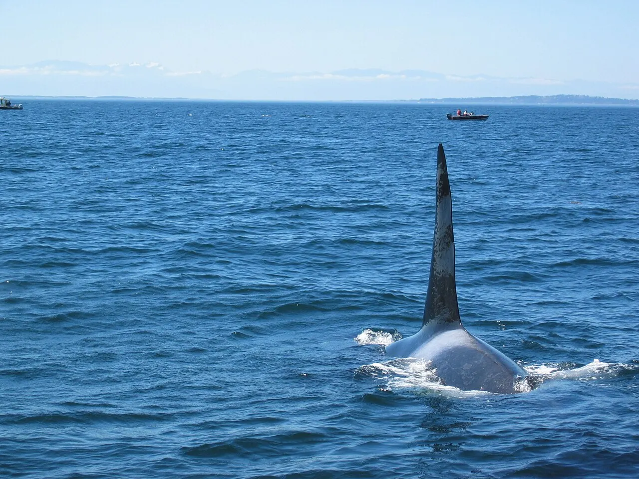 A bull killer whale surfacing near Victoria, British Columbia